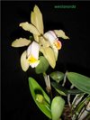 Cattleya forbesii